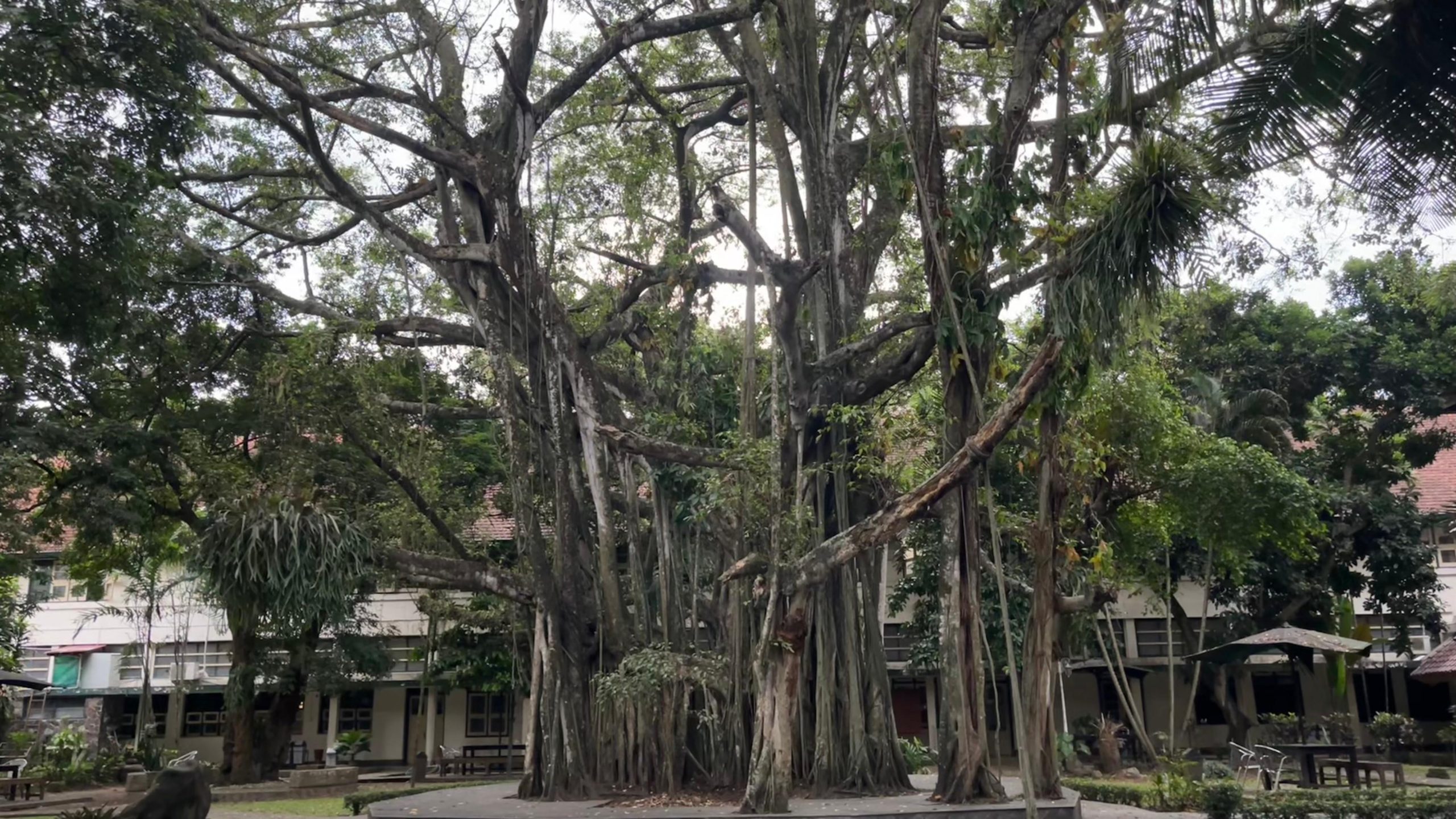 Kenyamanan di Balik Rindangnya Beringin Soekarno
