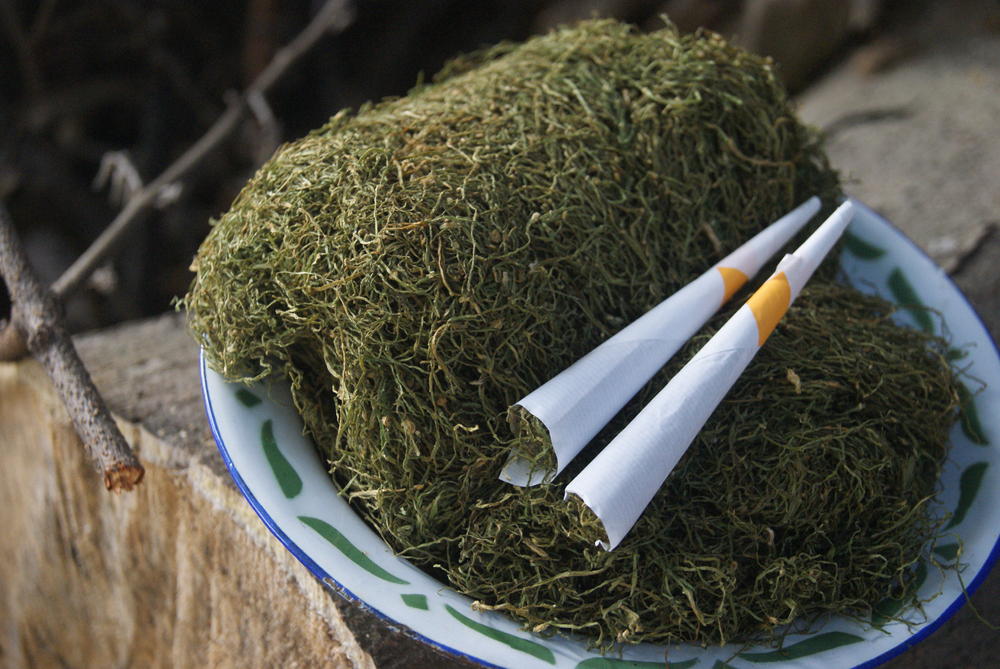 Tembakau Gayo itu Ganja Versi Legal?