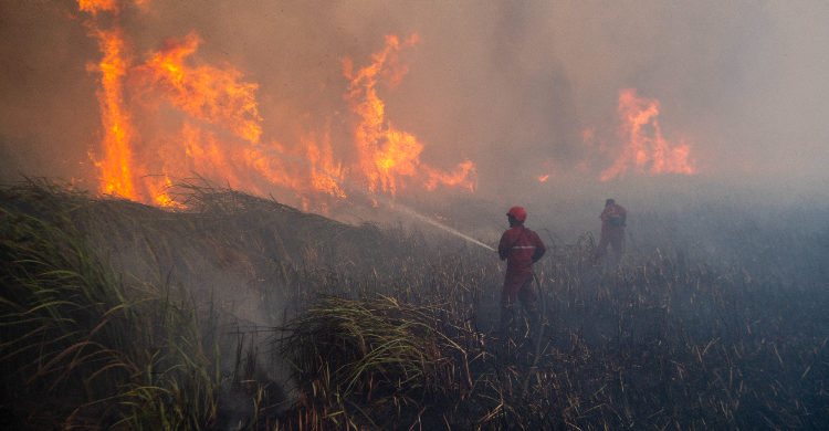 Karhutla Kalimantan: Kisah Keluarga di Tengah Asap yang Menyelimuti
